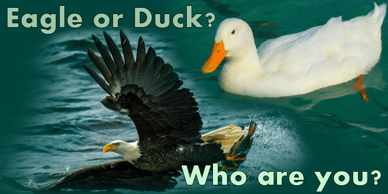 I thought I was like an eagle, but now I think I am like a duck.